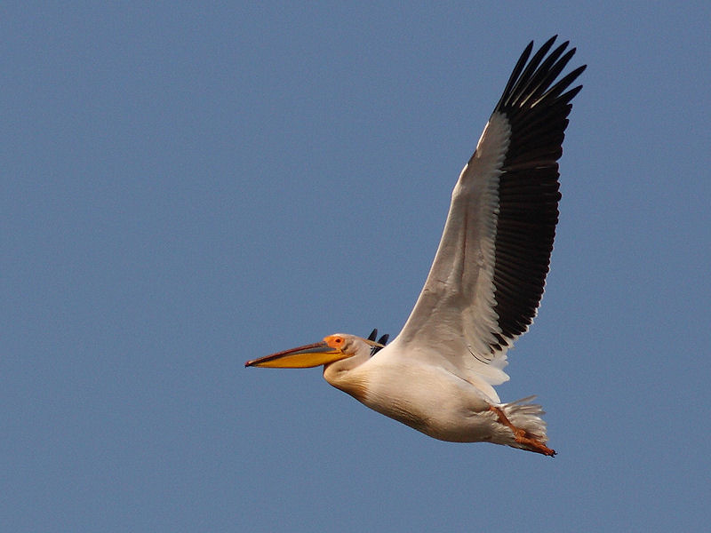 Pellicano Fiorentino - Pelecanus onocrotalus